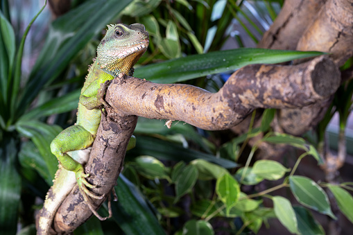 Australian eastern water dragon in the wild