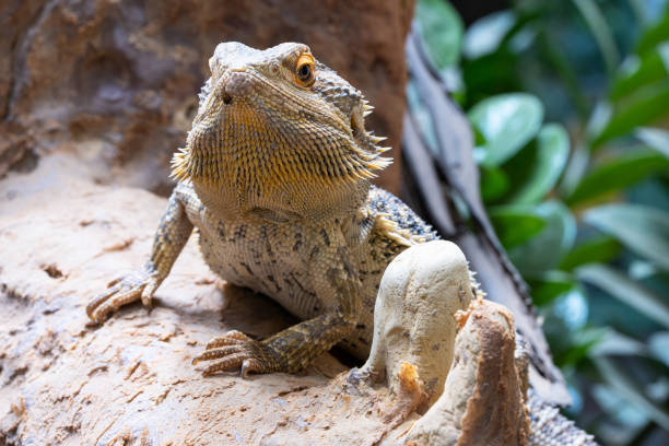 istock Inland Bearded Dragon, Pogona vitticeps 1432927514