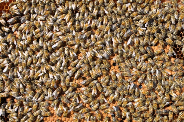 Drones and worker bees on part of the comb