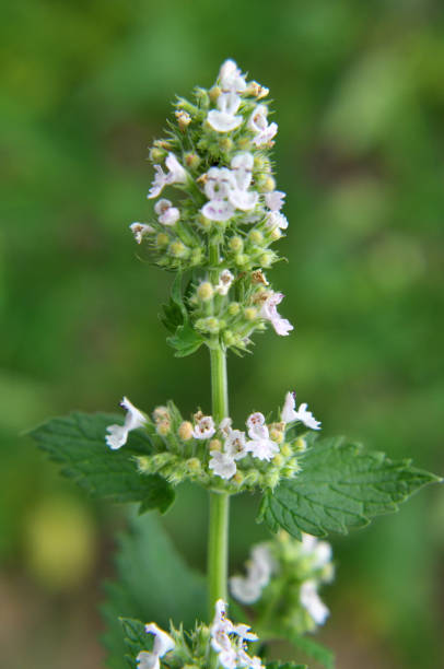istock Flowering melissa (Melissa officinalis) flowers 1432927857