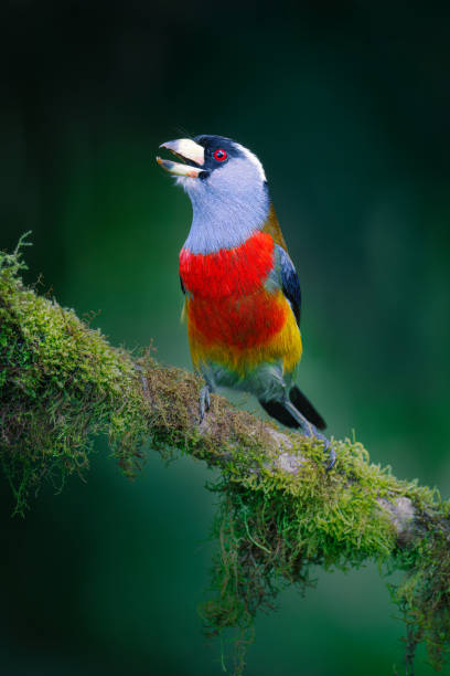 istock Toucan Barbet in the cloud forest Andean area 1432927920