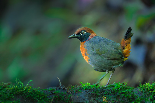 Rufous-breasted Antthrush is a very rare bird in the cloud forest area, bird with clean background and orange color with white ring on the eyes, green background with mossy trunk.