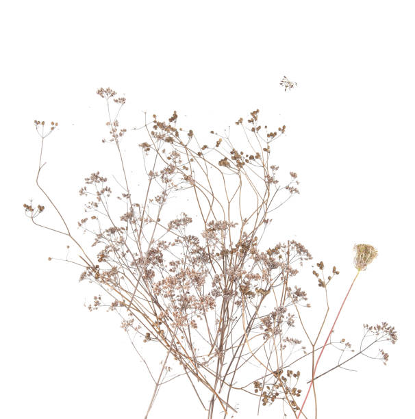 istock Dry wild meadow grasses or herbs isolated on white background. 1432928224