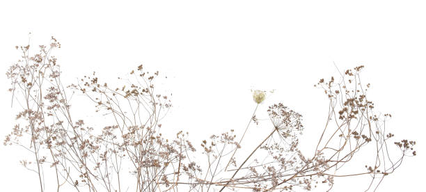 istock Dry wild meadow grasses or herbs isolated on white background. 1432928253