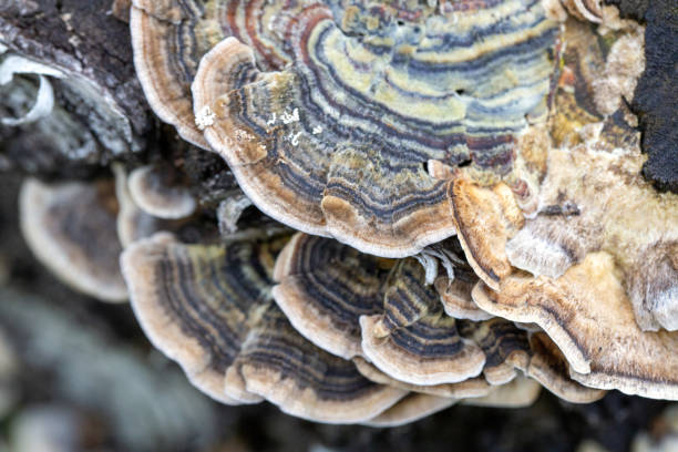 istock Tree fungus Polyporaceae on a tree stump. Parasitic fungus. Forest ecosystem. 1432928335