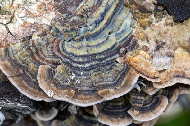 istock Tree fungus Polyporaceae on a tree stump. Parasitic fungus. Forest ecosystem. 1432928354
