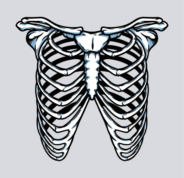 ilustraciones, imágenes clip art, dibujos animados e iconos de stock de ilustración de anatomía de la caja torácica del esqueleto humano - rib cage