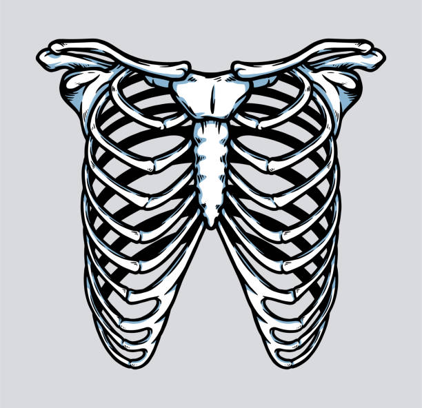 illustrazioni stock, clip art, cartoni animati e icone di tendenza di illustrazione dell'anatomia della gabbia toracica dello scheletro umano - rib cage