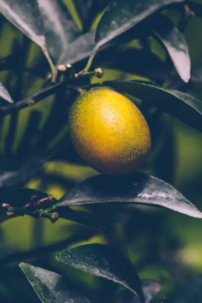 Ripe lemon fruit between branches and leaves
