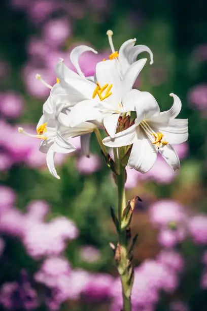 White lily on green, purple flower background