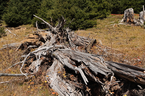 an old dead tree in a clearing