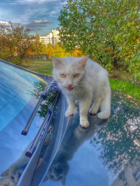 istock white cat in the cityscape 1432929813