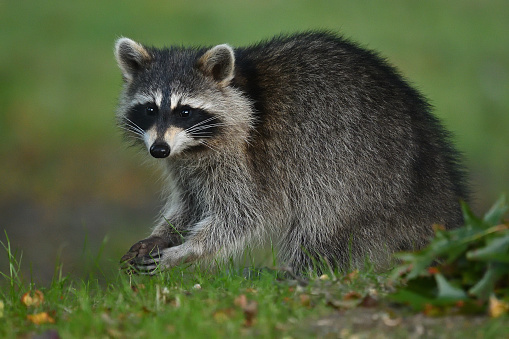 Raccoon cupping hands as it feasts on fallen acorns in the fall. Taken in rural Litchfield County, Connecticut.