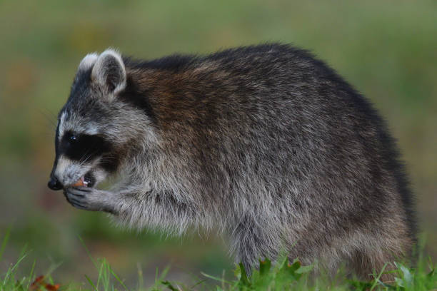 istock Raccoon feeding on acorn 1432929927