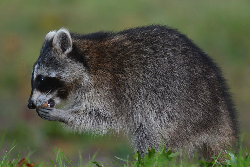 Full body of adult common raccoon on the tree branch. Photography of lively nature and wildlife.