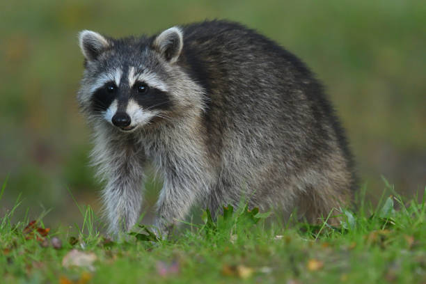 istock Raccoon on all fours 1432929995