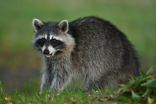 Raccoon foraging on the ground at dusk, its lower teeth visible. Taken in rural Litchfield County, Connecticut, in the fall.