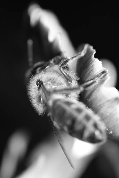 istock Bee Perched on a Flower. Monochromatic Black and White Tones 1432930783
