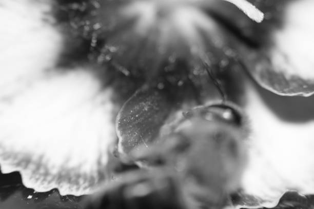 Close-Up Black and White Sunflower