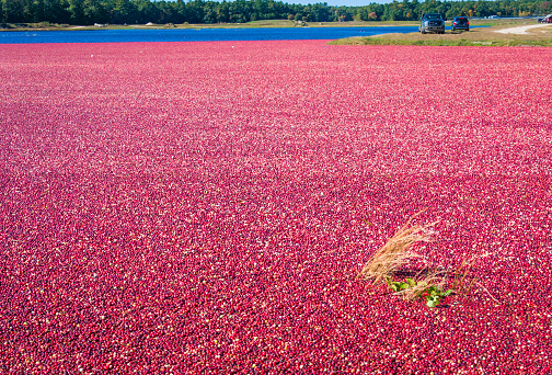 Weeds and grass grow through a floating mass of red ripe cranberries at a Cape Cod cranberry bog.