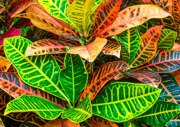 istock Colorful Croton Leaves 1432931203