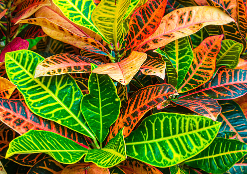 Colorful leaves of a Croton (Codiaeum variegatum) plant in a Massachusetts greenhouse.