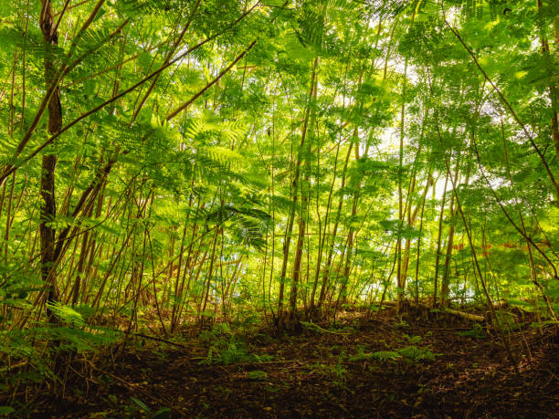 belas árvores de grande porte floresta com verduras ao redor na reserva natural de porto rico humacao. lugar pacífico e adorável - peacefull - fotografias e filmes do acervo