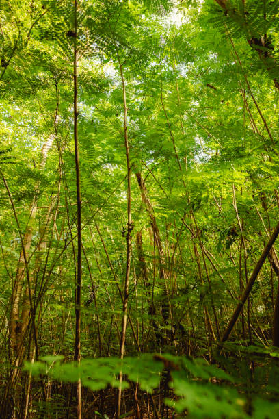 belas árvores de grande porte floresta com verduras ao redor na reserva natural de porto rico humacao. lugar pacífico e adorável - peacefull - fotografias e filmes do acervo