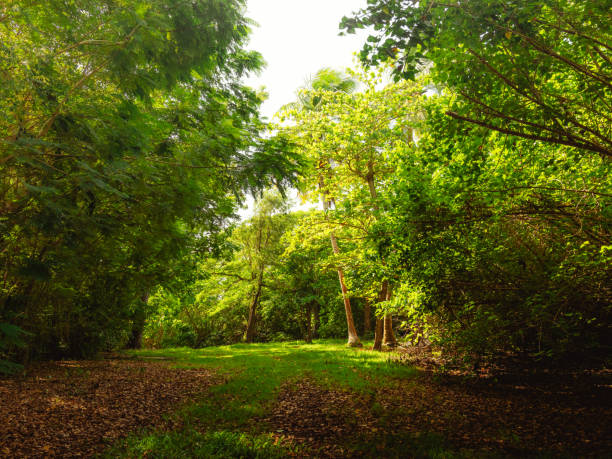 belas verduras com árvores na reserva natural de porto rico humacao. lugar pacífico e adorável - peacefull - fotografias e filmes do acervo