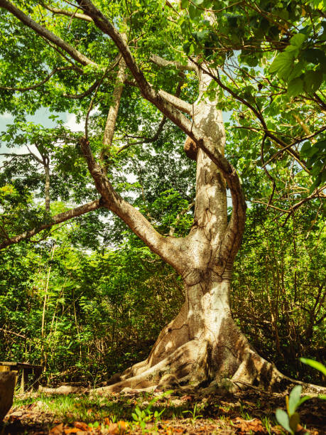 piękne gigantyczne drzewo z zielenią wokół w rezerwacie przyrody z puerto rico humacao. spokojne i piękne miejsce - peacefull zdjęcia i obrazy z banku zdjęć