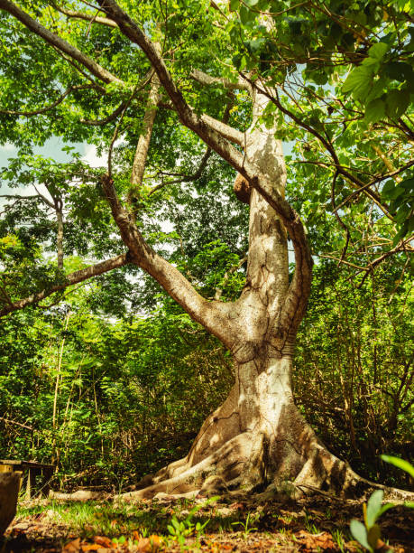 linda árvore gigante com verduras na reserva natural do humacao de porto rico. lugar pacífico e adorável - peacefull - fotografias e filmes do acervo