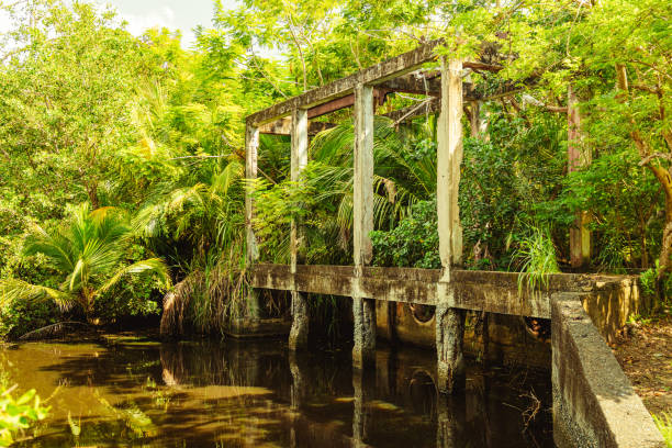 rio com belas verduras e árvores na reserva natural do humacao de porto rico. lugar pacífico e adorável - peacefull - fotografias e filmes do acervo