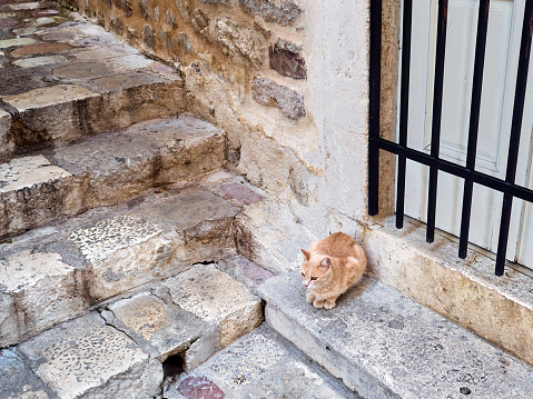 Cute beige fluffy tabby cat sitting and looking with curiosity besides stone stairs in Kotor Old Town, Montenegro