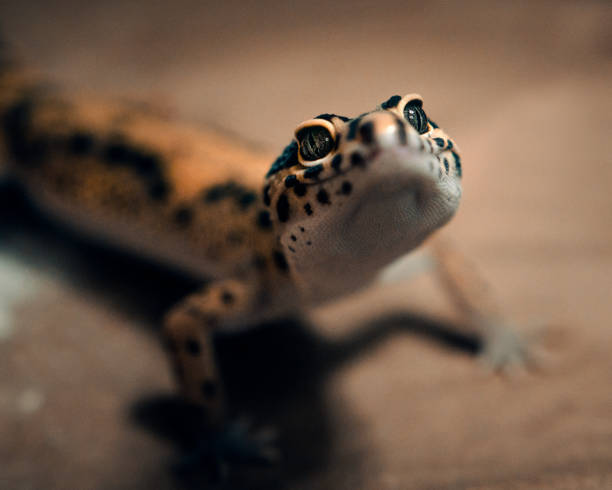 istock Lovely Leopard Gecko portrait smiling 1432934616