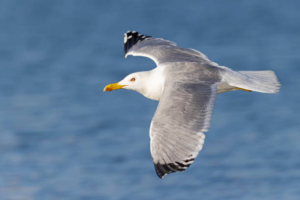 uma gaivota de pernas amarelas (larus michahellis) em voo na cidade de pula. - michahellis - fotografias e filmes do acervo