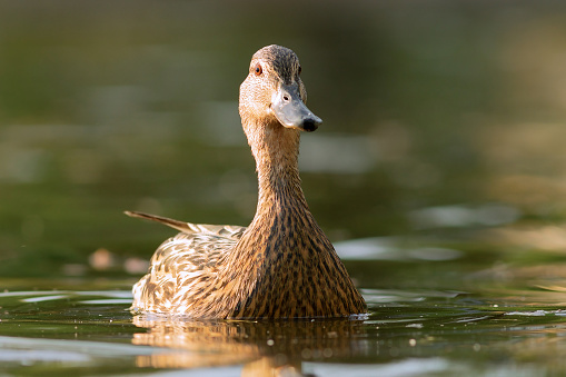 curious mallard hen on pond, looking at the camera (.Anas platyrhynchos )