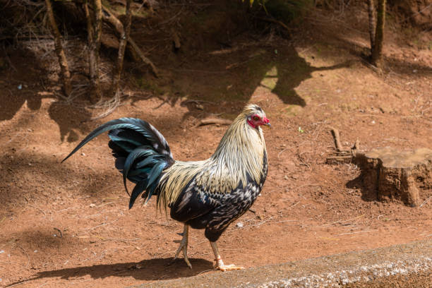 gallo selvatico su oahu, hawaii - claw rainforest outdoors close up foto e immagini stock