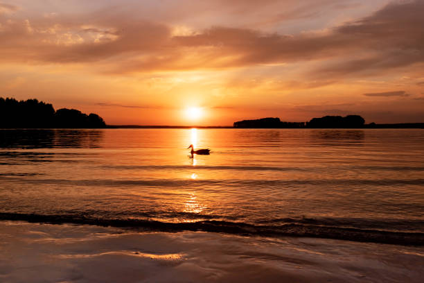 Lake at sunset. Calm water in evening, dusk landscape with duck floating on surface. High quality photo