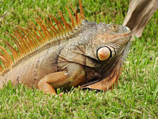 istock Green Iguana (Iguana iguana) resting in the grass 1432941647