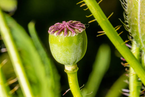 capsula di semi di papavero verde piena di semi.. - vitamin pill summer plant crop foto e immagini stock