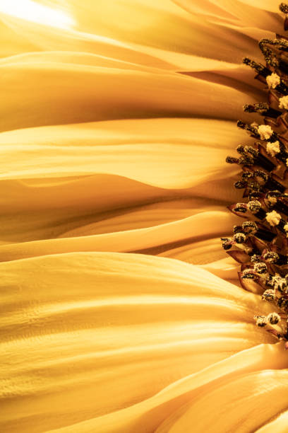 istock Closeup of yellow sunfower petals.. 1432942698