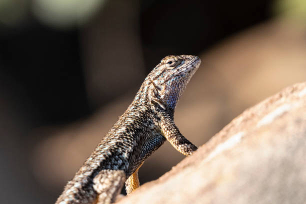 lucertola della recinzione della california - nobody animals in the wild lizard reptile foto e immagini stock