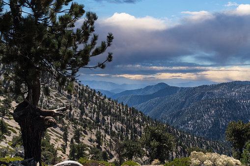 Forested slope near Mt Burnham and Mt Baden Powell in the San Gabriel Mountains of Southern California.