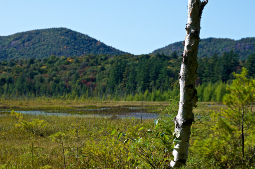Beautiful scenic view of adirondack mountains in the background with bog in middle ground and a peeling birch in the foreground.