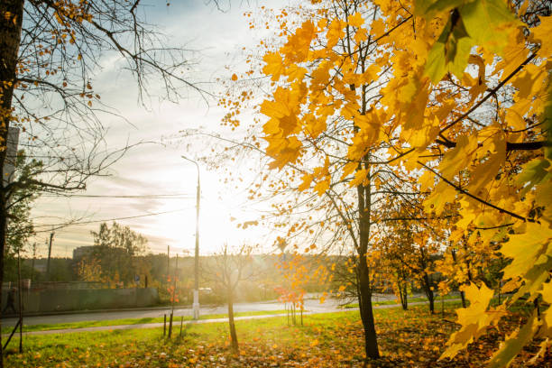 The color of autumn foliage in the Mitino landscape park is the autumn color of leaves and a power line pole in the distance. T last warm days of autumn - the cold will soon come and the frosty night will soon come.   (as variant) -Tsaritsino, Sokolniki, Gorky Park, Neskuchny Garden, Vorobyovy Gory Nature Reserve