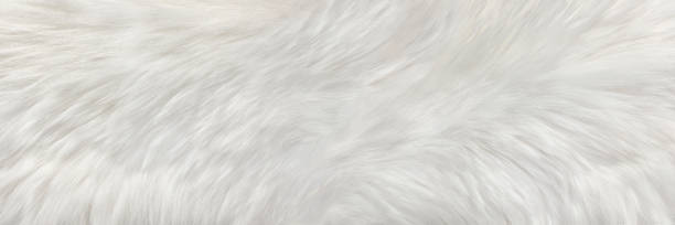 istock White natural fur with long pile, background 1432944107