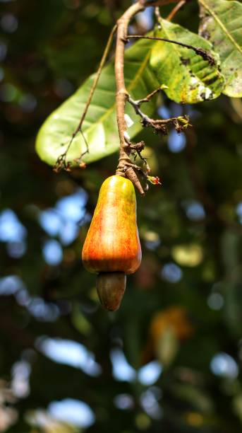 istock Fresh cashew fruit in the plantation 1432945728