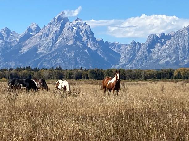 istock Horses in the Tetons 1432945789
