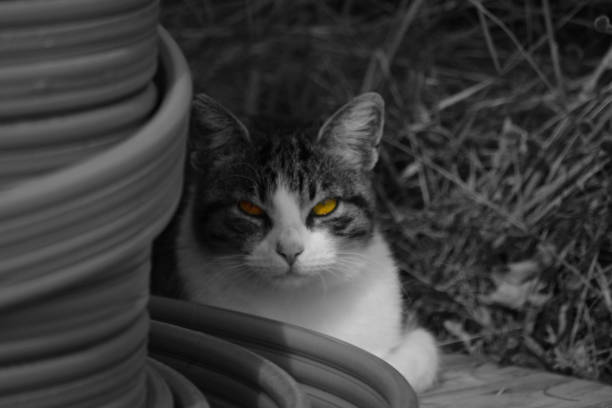 Black and white photo of a cat behind a reel of cables. Only eyes are in their natural color.