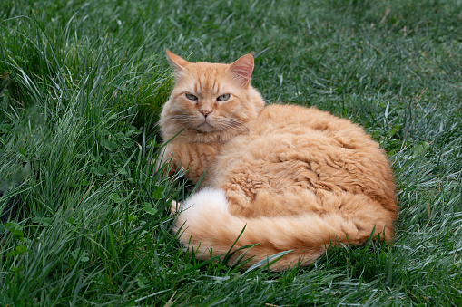 A big red cat made a nest in a tall, green grass